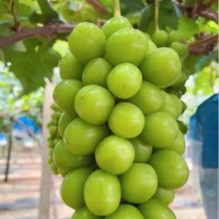 阳光玫瑰